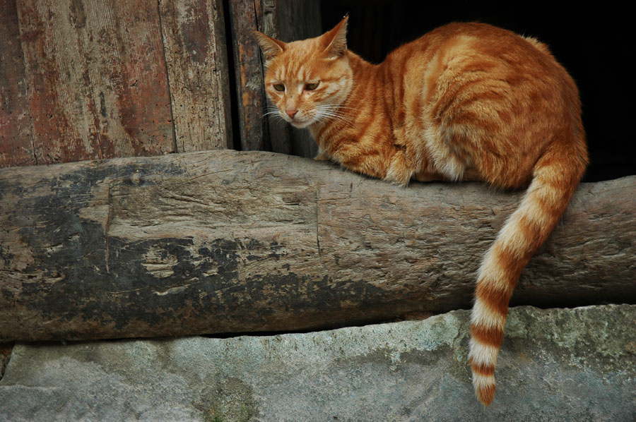 猫咪 摄影 冰鸟