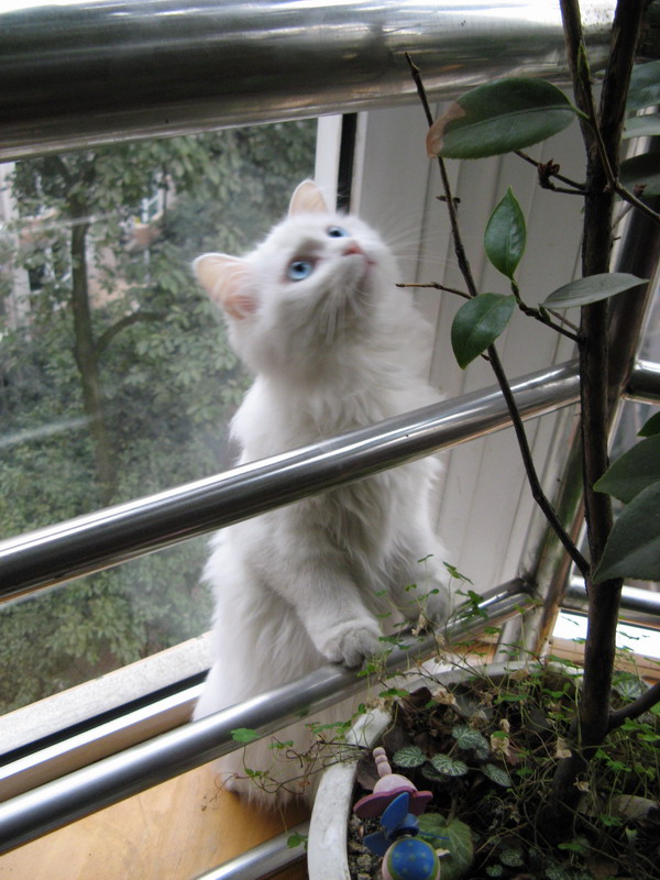 小猫 摄影 西窗听雨