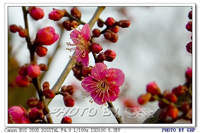 梅花探春 摄影 海天茫茫