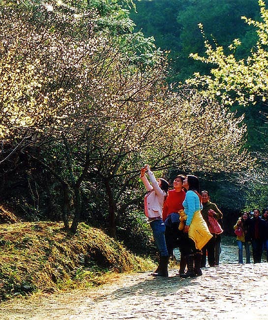 赏梅时节 摄影 无中生有