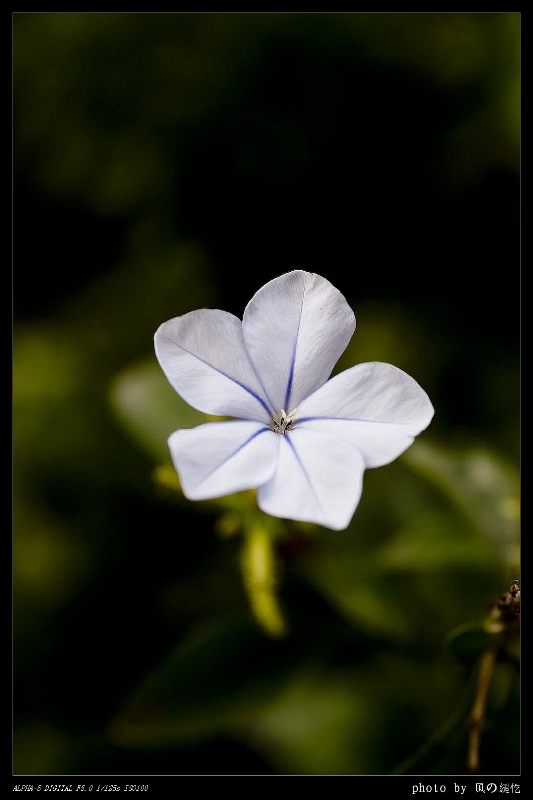 无名小花 摄影 風之縋忔