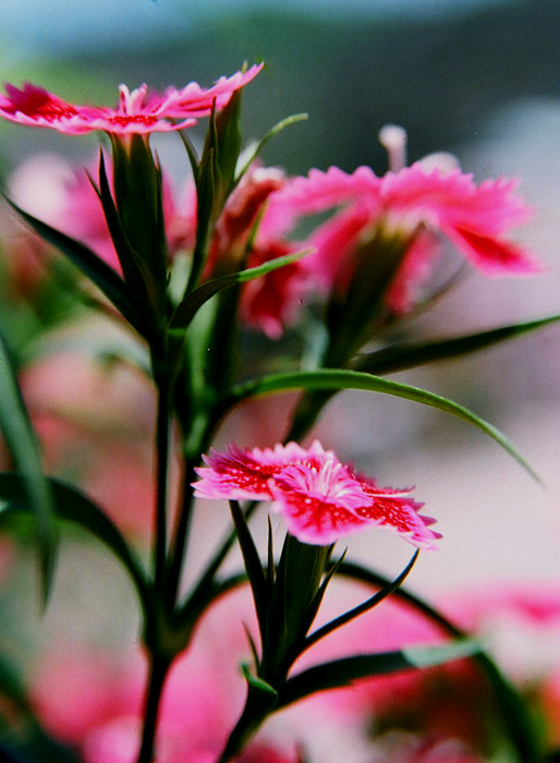 花卉 摄影 绞死布什