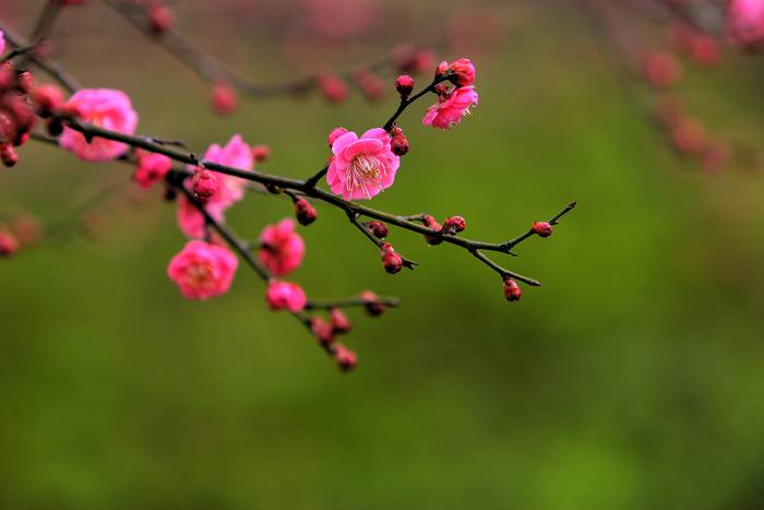 梅花 摄影 黑天使