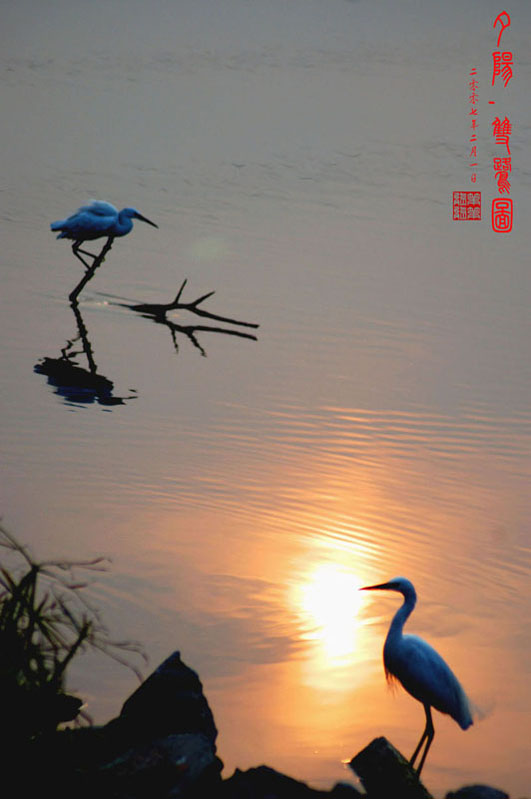 夕阳.双鹭 摄影 笨笨熊熊