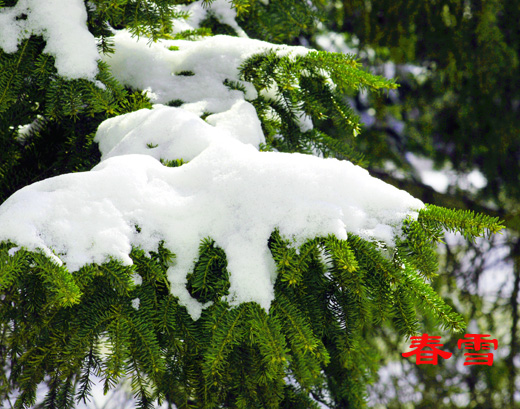 春雪 摄影 窗外晨雨