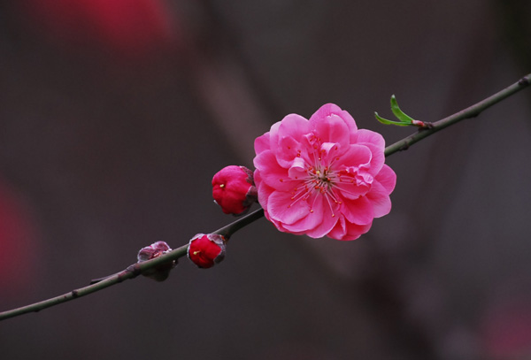 桃花 摄影 红袖添香