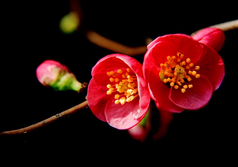 花卉1 摄影 春花秋月