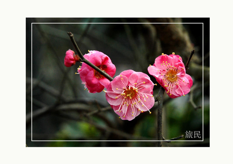 红梅花 摄影 旅民