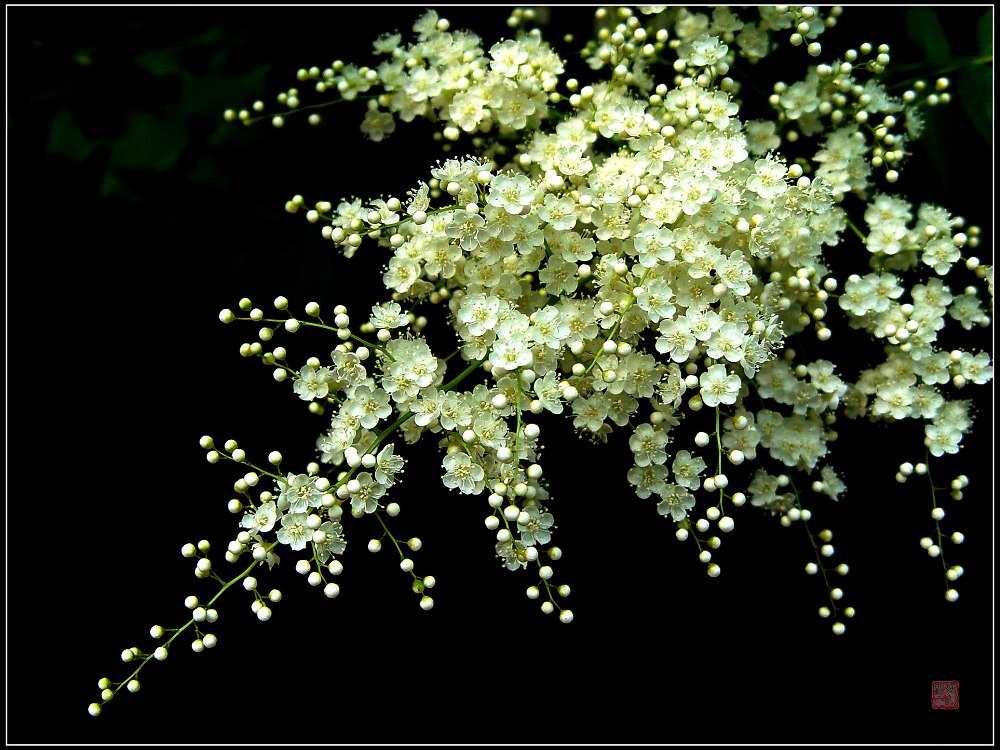 花枝俏 摄影 独眼观天