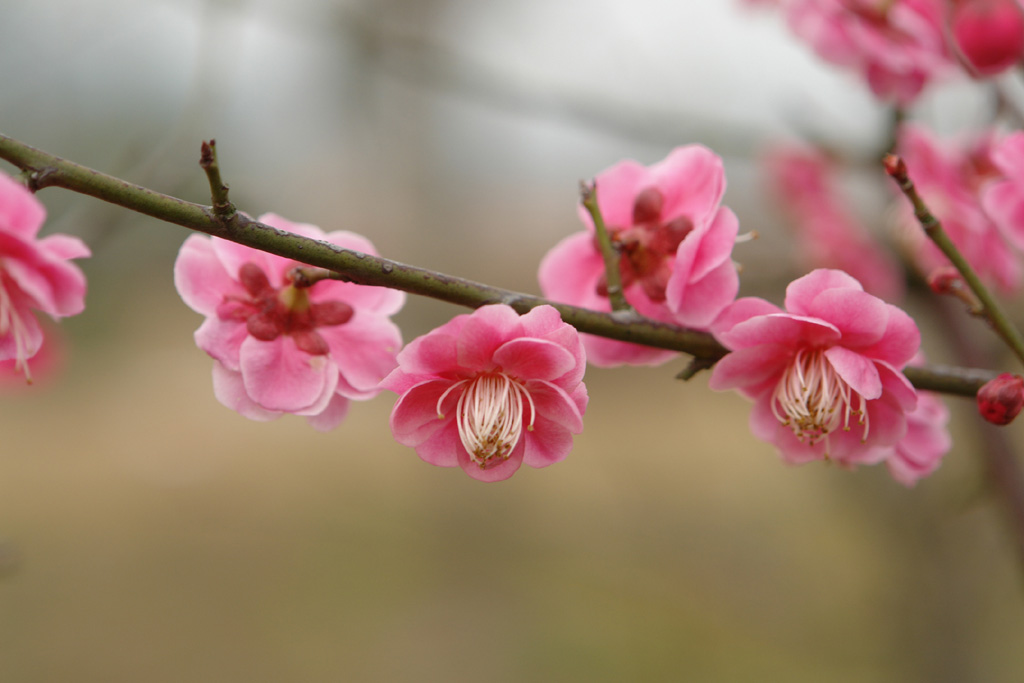 红梅花儿开 摄影 小Q