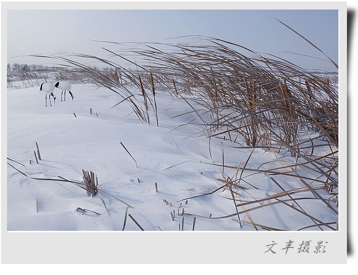 风雪相依 摄影 文丰