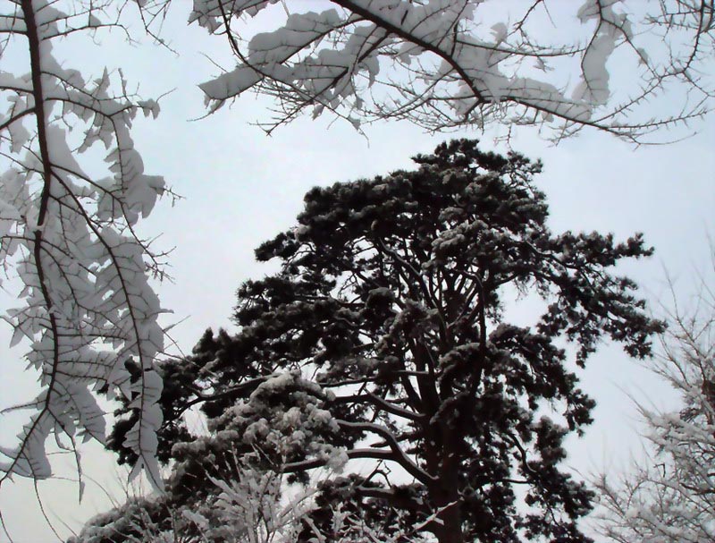 傲雪 摄影 changjie