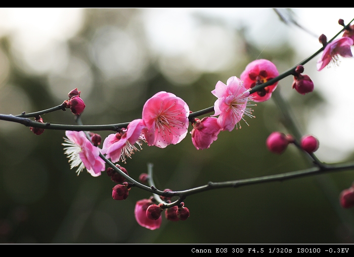 梅花 摄影 柯闲客