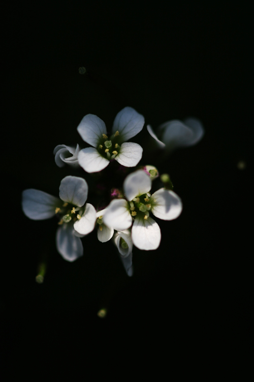 小花 摄影 六角兽