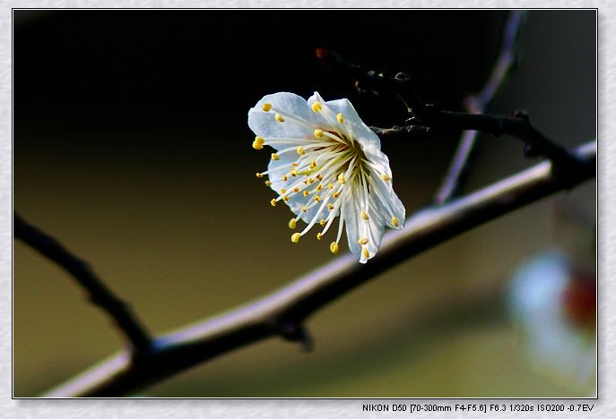 梅花 摄影 雨做的云