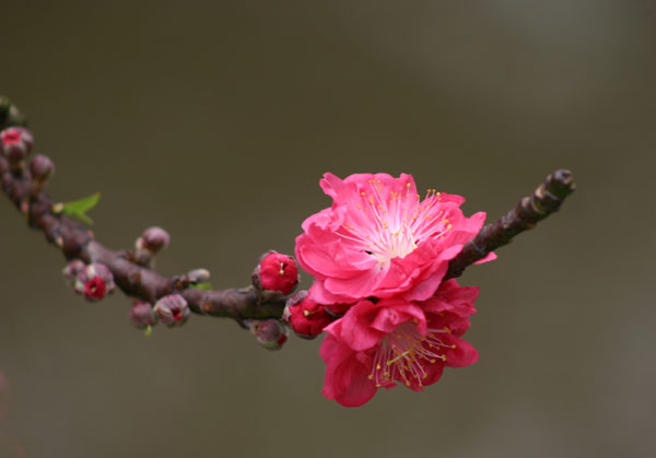 桃花 摄影 靓靓小葱