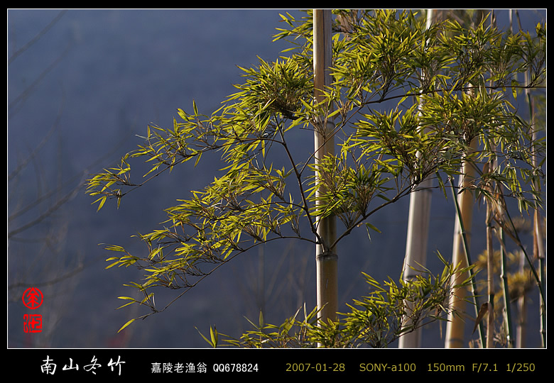 南山冬竹 摄影 嘉陵老渔翁