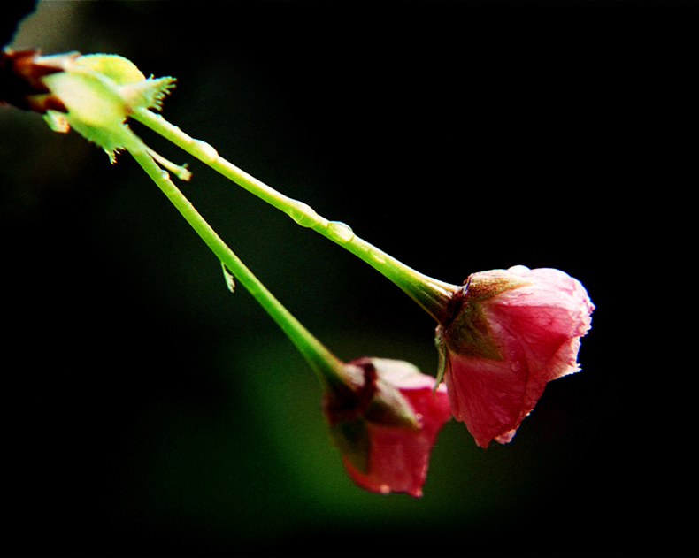 花卉2 摄影 春花秋月