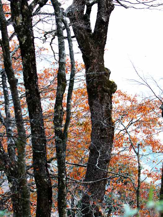 老山界紅叶 摄影 梦非梦