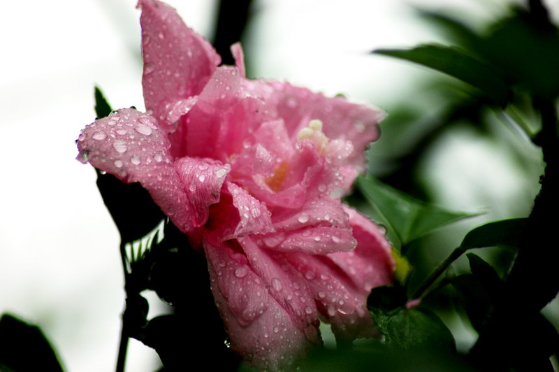 雨露 摄影 靖哥梦影