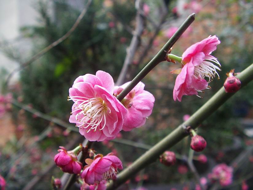 梅花 摄影 北岗老竹