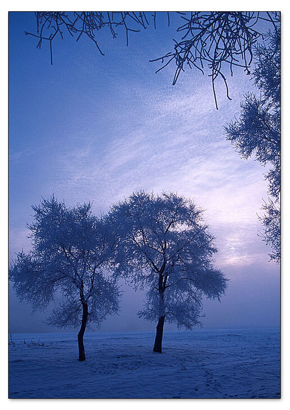 雪松 摄影 写字板