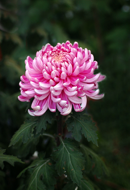 秋菊41 摄影 东方江