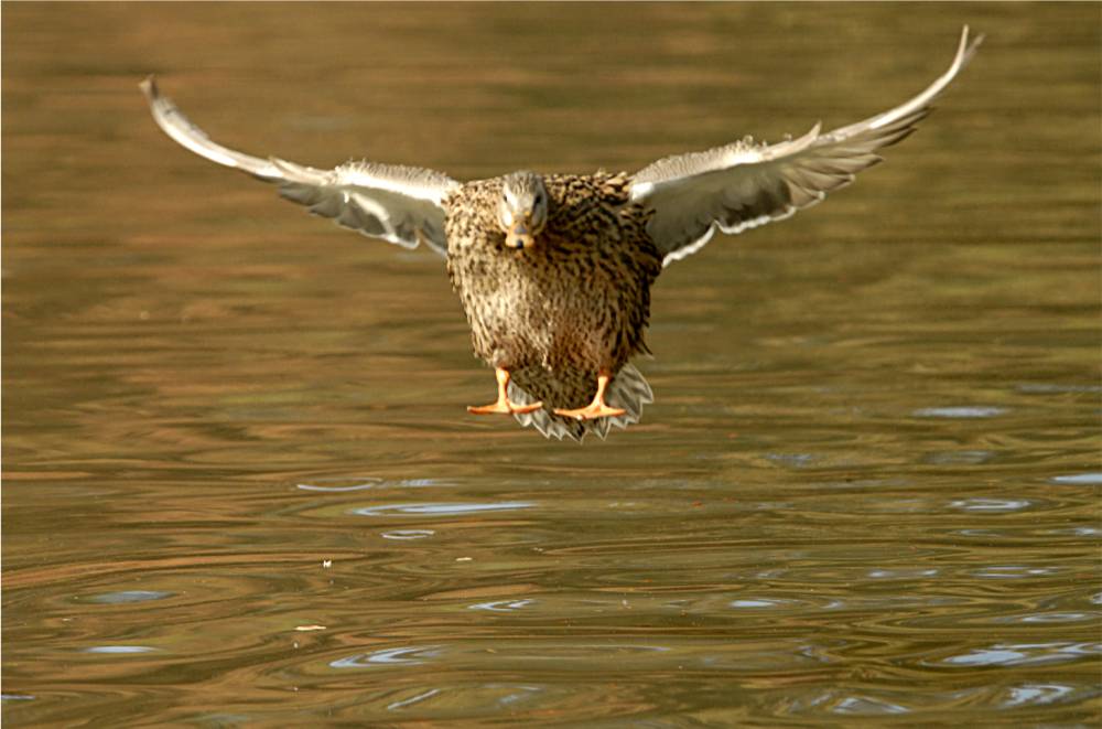 bird-632 摄影 fengsheng