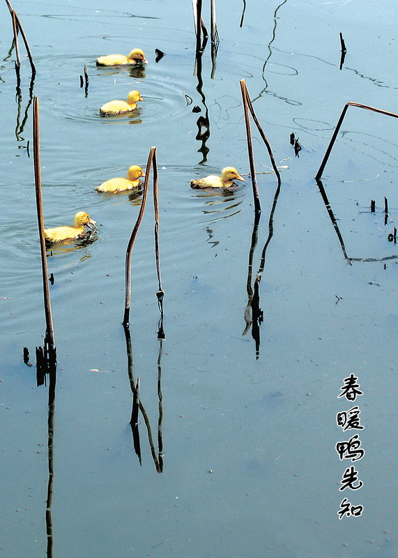 春暖鸭先知 摄影 八公居仕