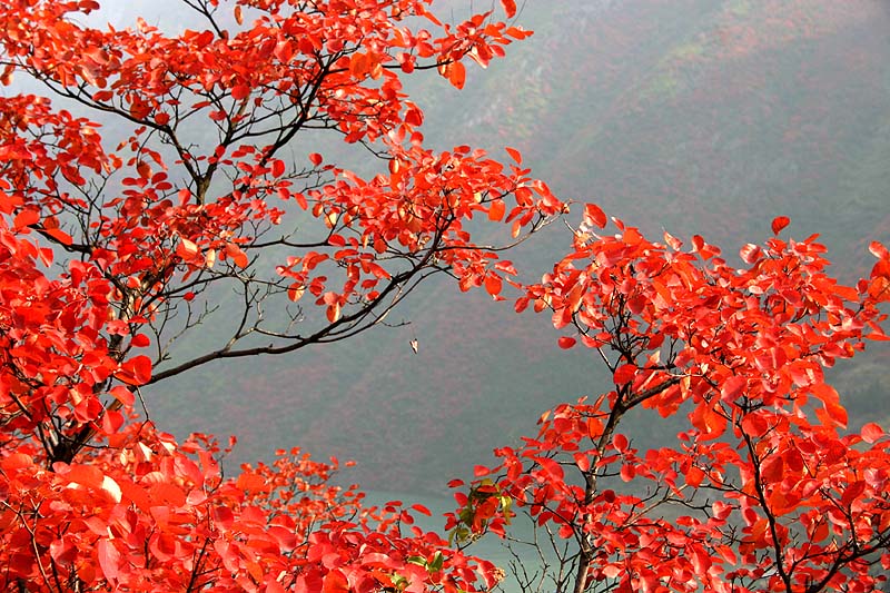 三峡红叶贺新春 摄影 巫峡江边人