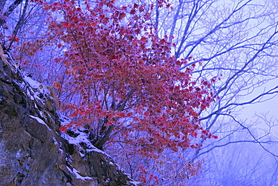 傲雪 摄影 逛原野