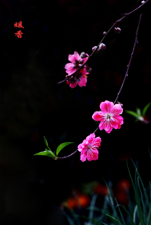 暖香 摄影 鹅歌