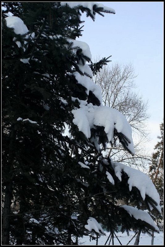 雪松 摄影 因素