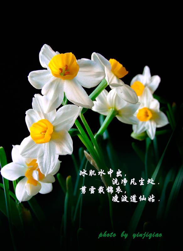 水仙花 摄影 yinjiqiao