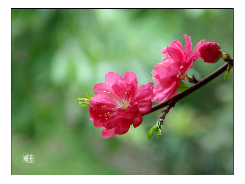 桃花 摄影 迪迪宝贝