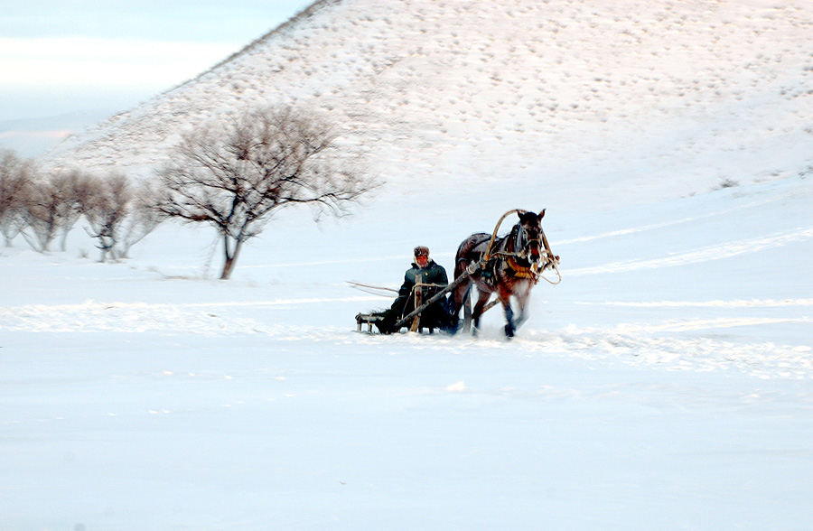 雪地扒犁 摄影 yanzhang