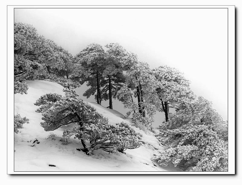 黄山雪松 摄影 师法自然