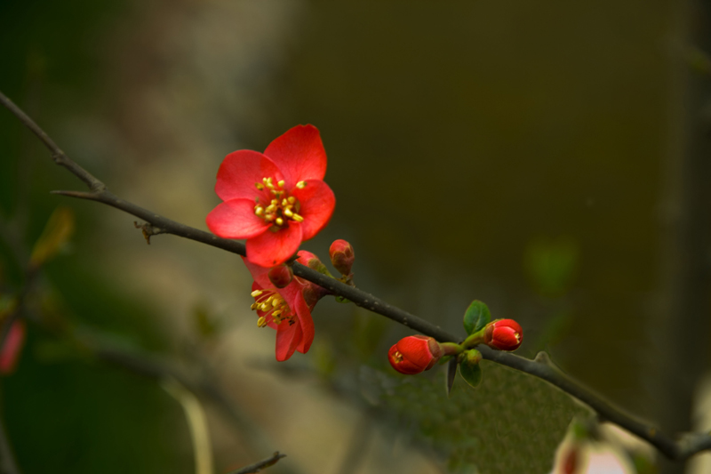 海裳花 摄影 淳哥