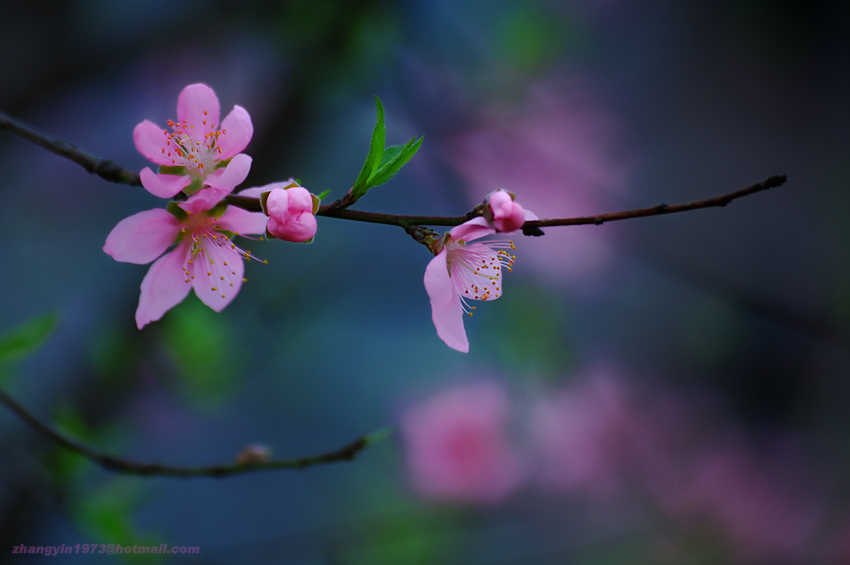 桃花2007 摄影 zy1973