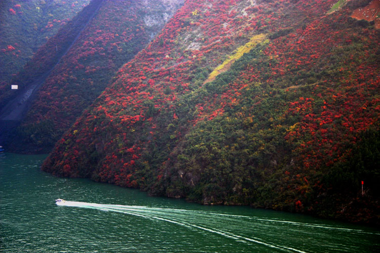 三峡红叶似彩霞 摄影 巫峡江边人