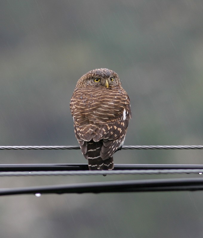 斑头鸺鹠 Barred Owlet 摄影 福建摄手