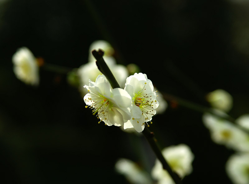 暗香 摄影 神仙鱼