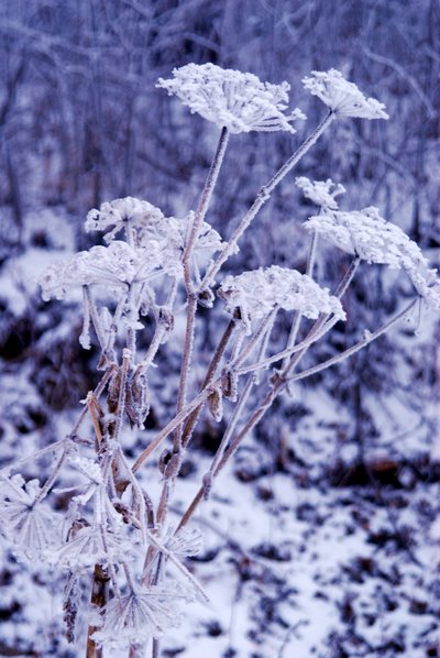 雪中花 摄影 逛原野