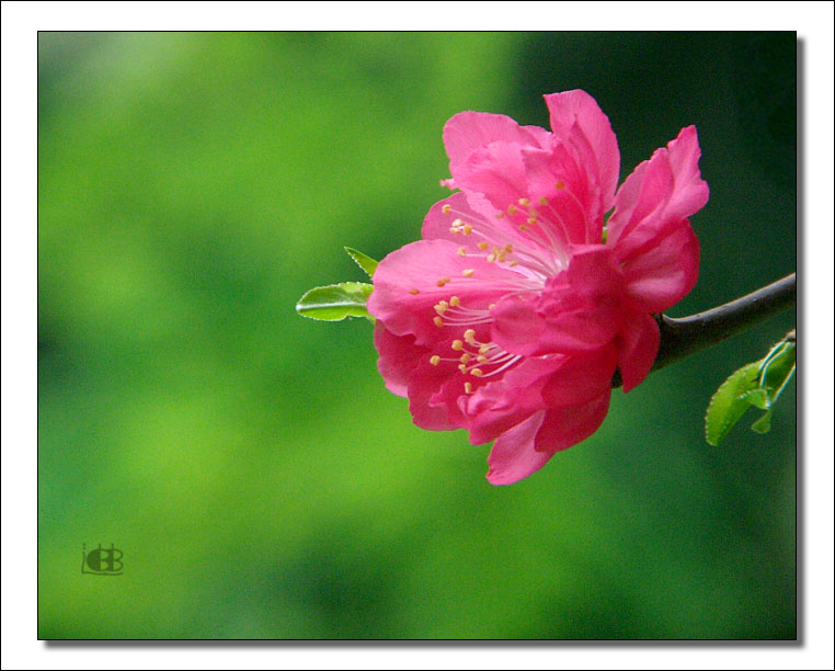 早春桃花 摄影 迪迪宝贝