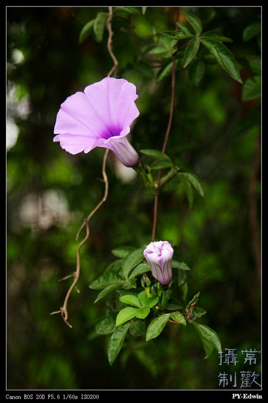 牵牛花 摄影 pyedwin