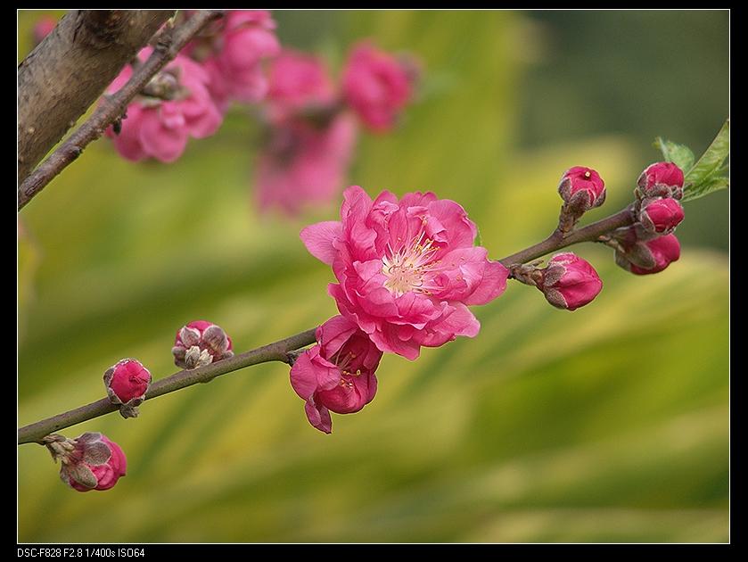 桃花 摄影 -273度