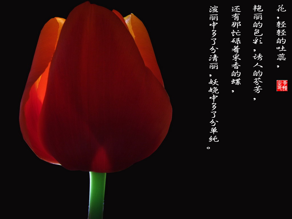 郁金香 摄影 liqk616