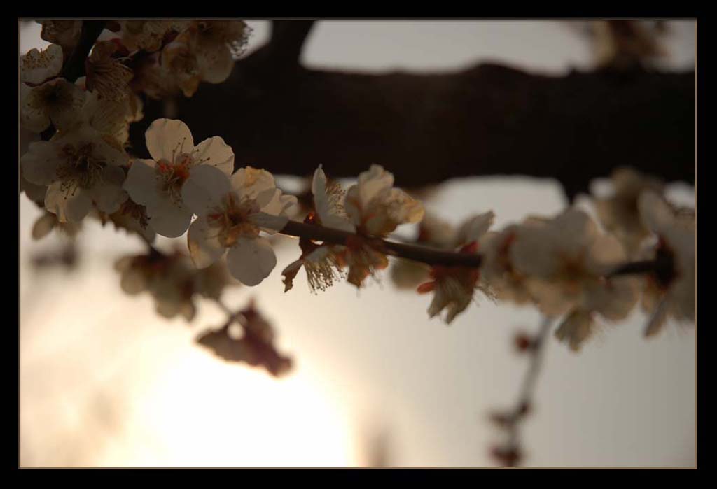 夕阳与残梅 摄影 我不是桃子