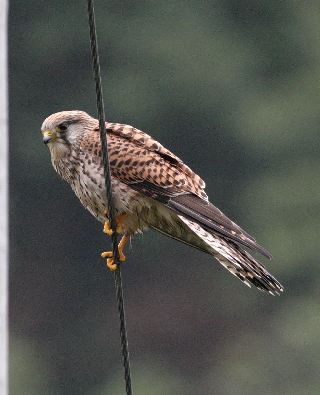 红隼 Common Kestrel 摄影 福建摄手