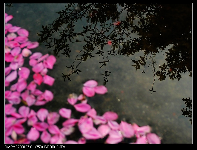 春风一过花落去 摄影 阿铁6